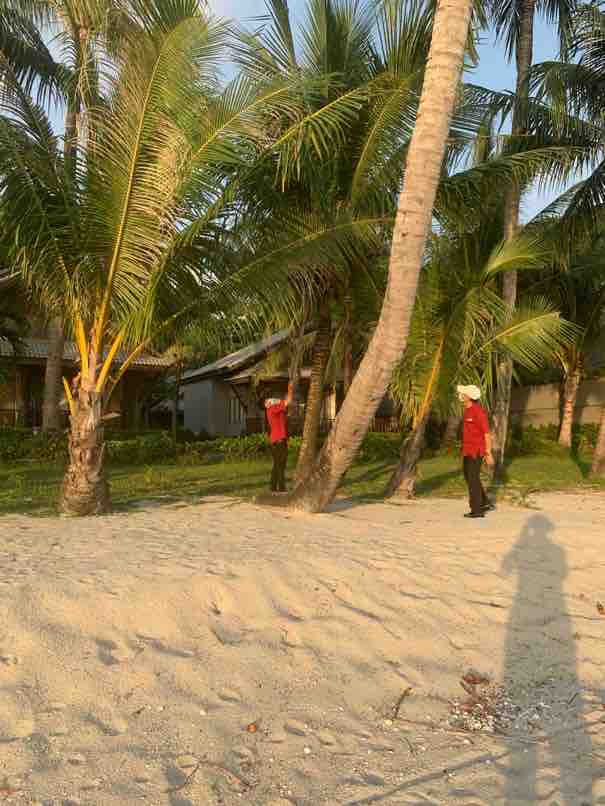 Koh Chang, Thailand Folksytravel coconut harvesting
