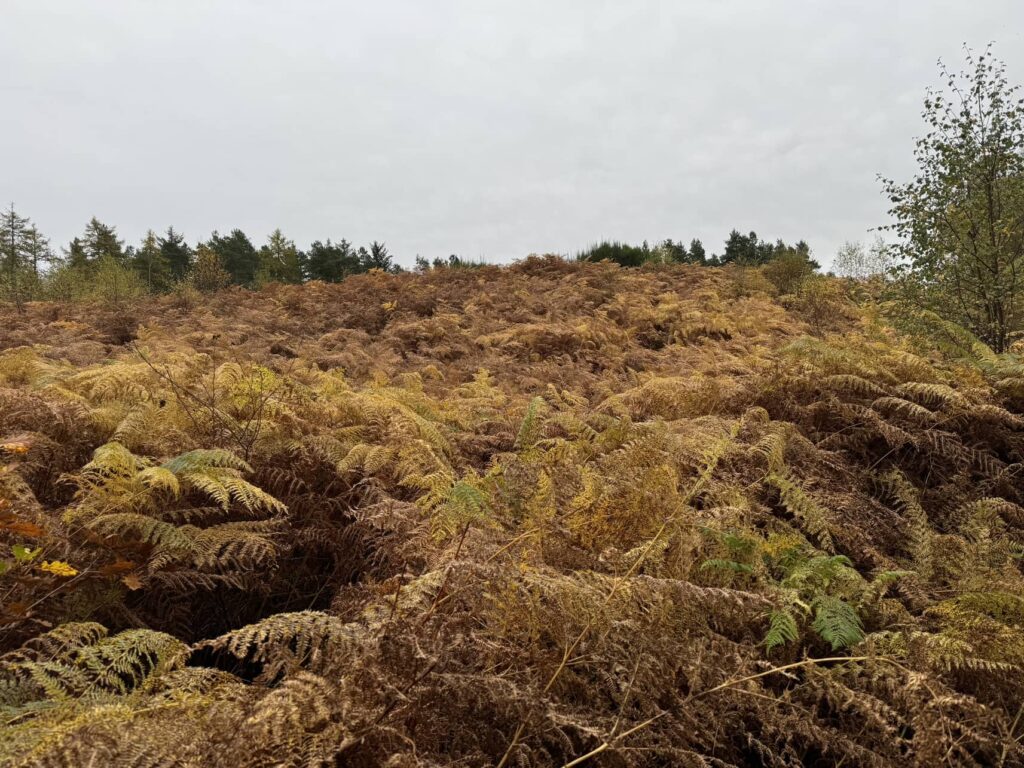 An old temple covered with bushes