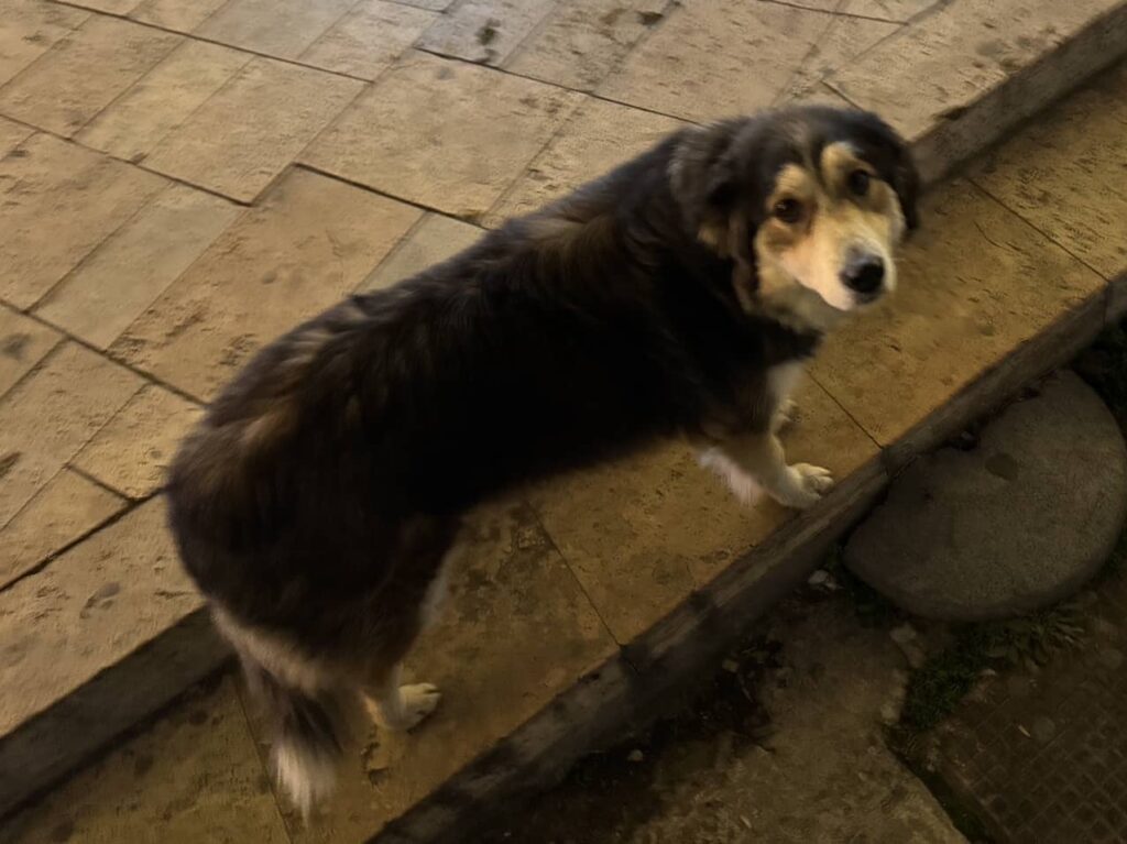 Skopje dog