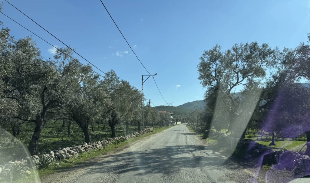 Olive trees on the way to Bodrum