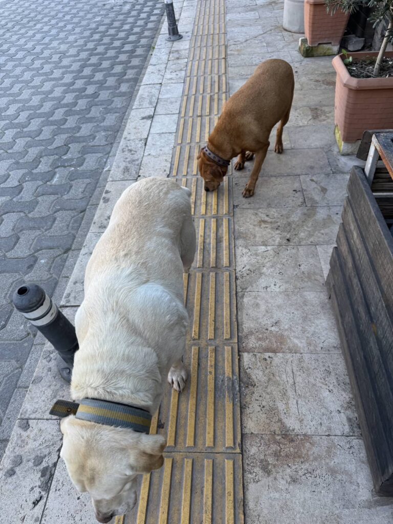Bodrum dogs by the ocean