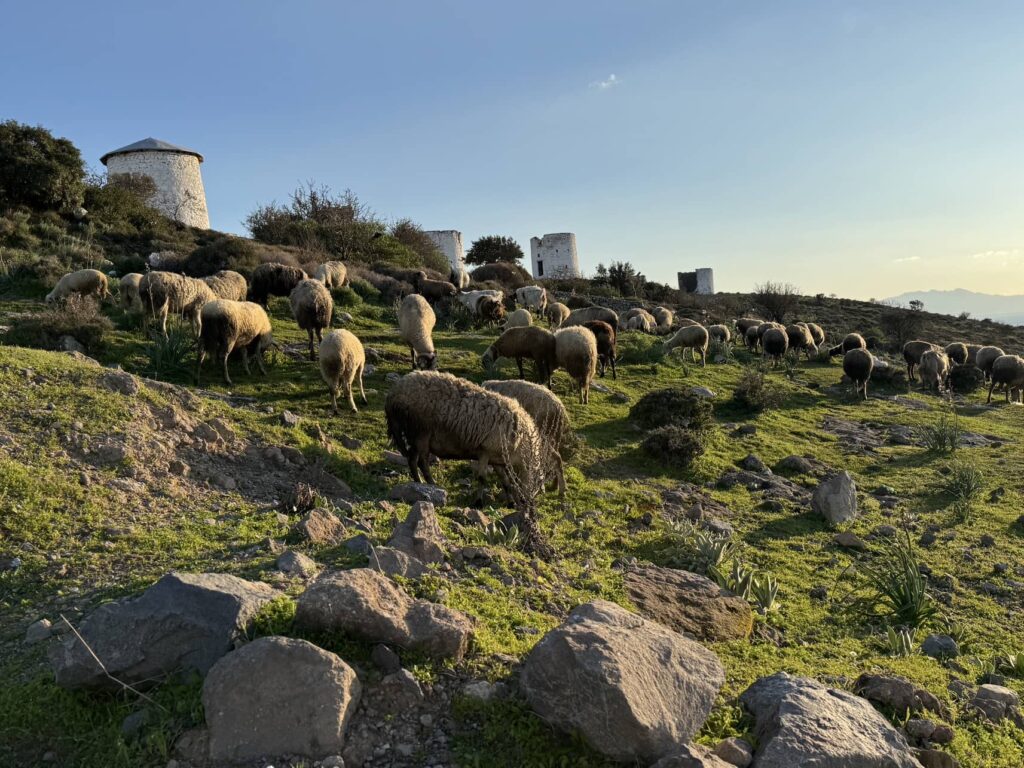 Sheep on the hills