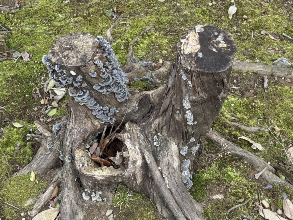 Fungus on the tree trunk