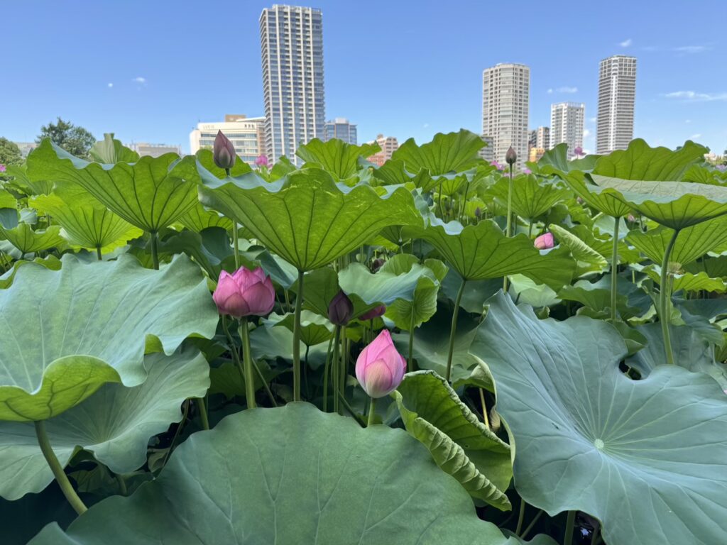 lotus Japan enjoyment