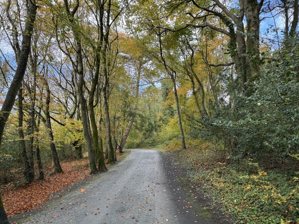 Beautiful fall colors