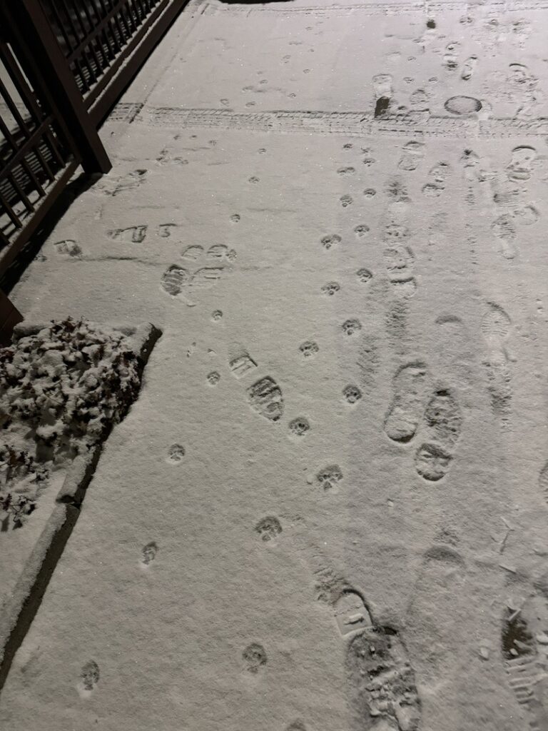 Cats Walking around Vilnius