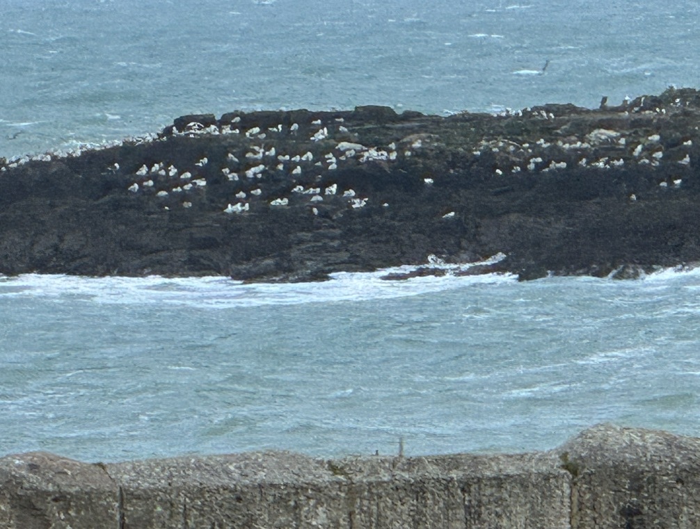 Berde hang out Landing at Land’s End