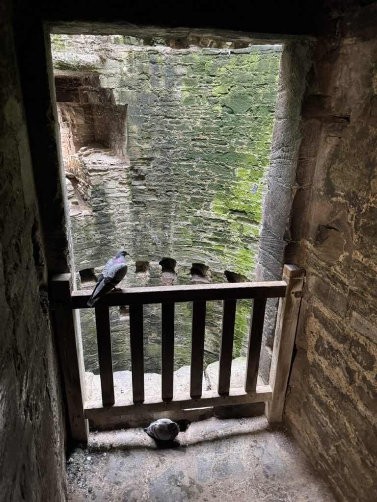 The birds took over the castle