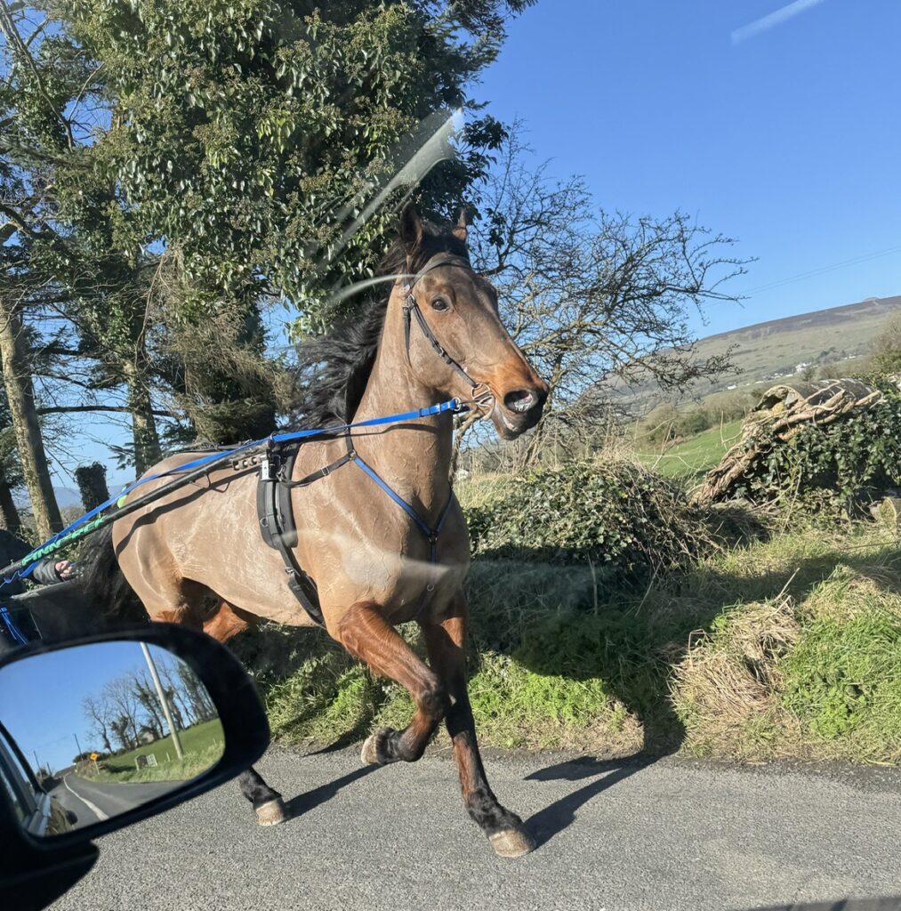 Horse and buggy Bill Smale 