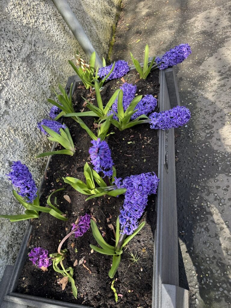 Beautiful flowers Bill Smale 