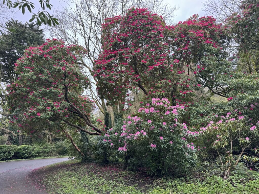 Beautiful bushes and trees