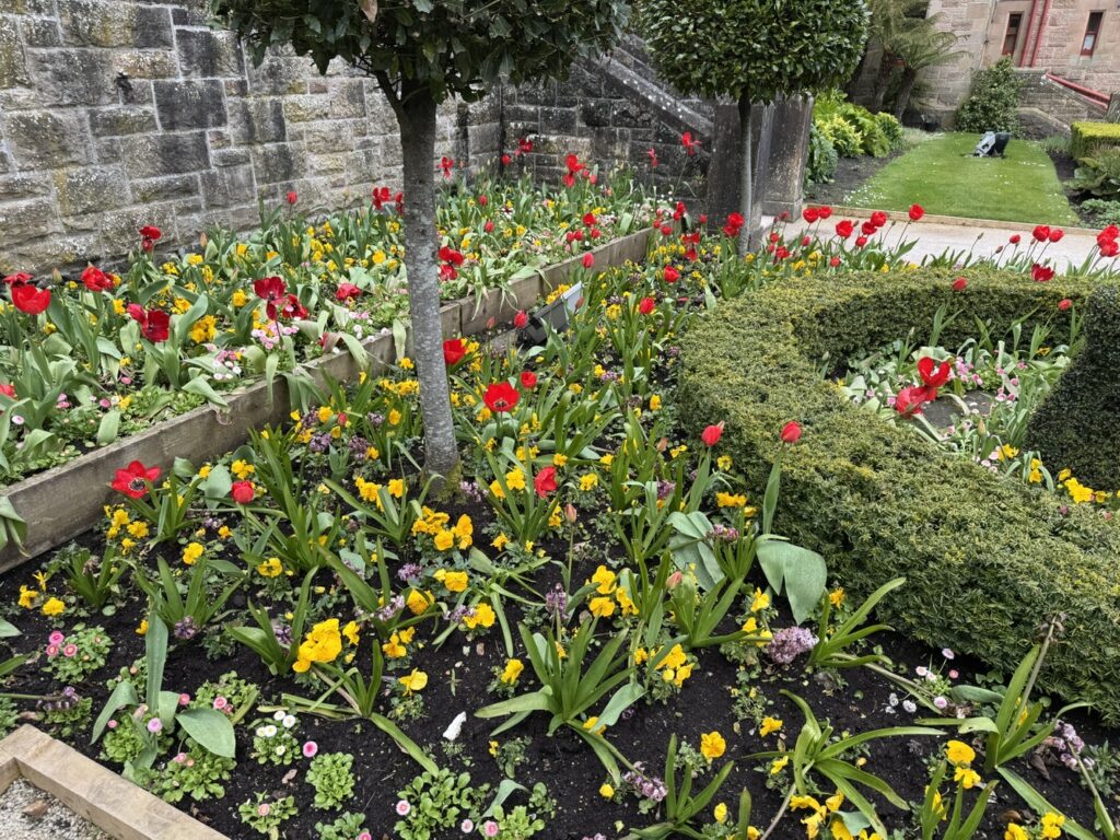 Beautiful flowers Bopping around Belfast